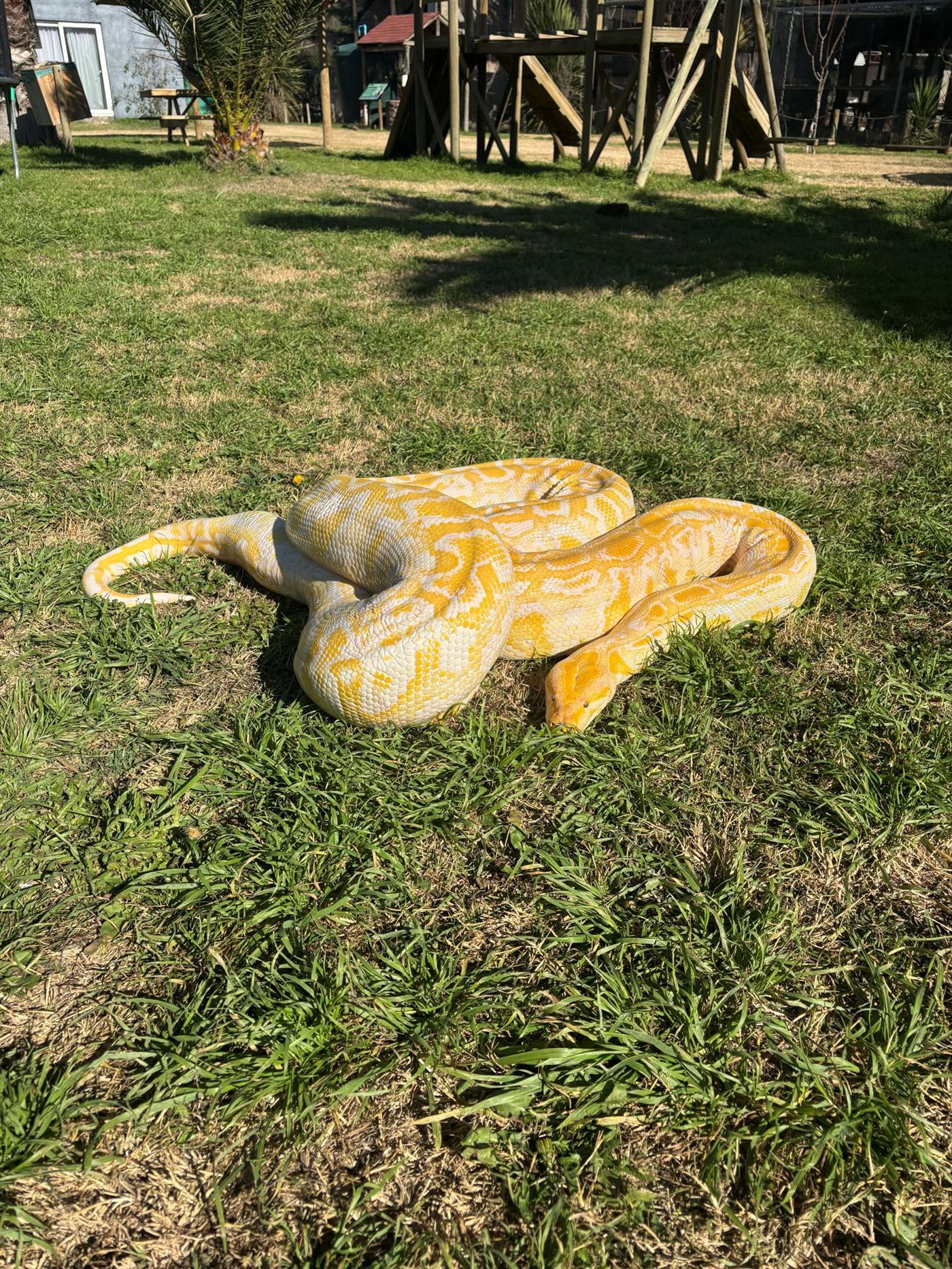 Birra, la pitón albina del Bioparque Huellitas