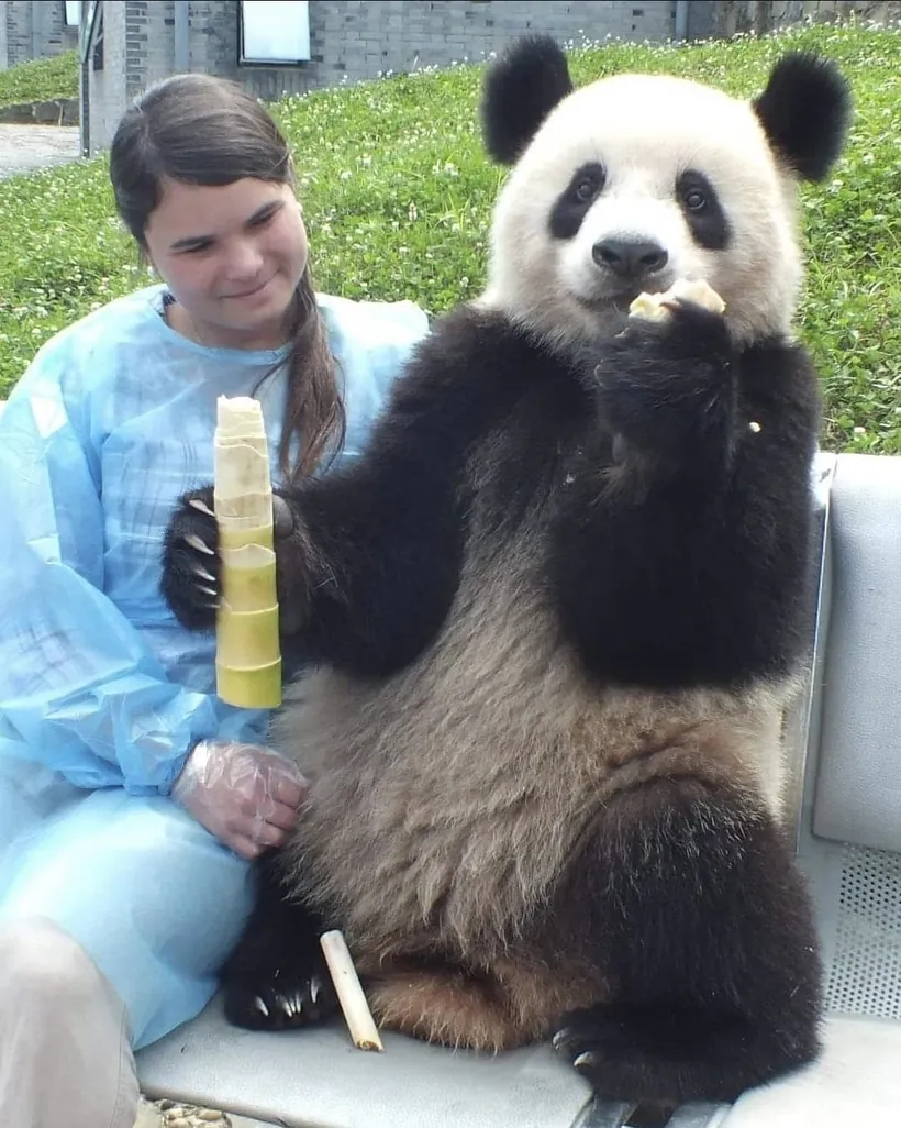La Directora Médica del Bioparque Huellitas junto a un panda gigante durante su formación en Chengdu, China