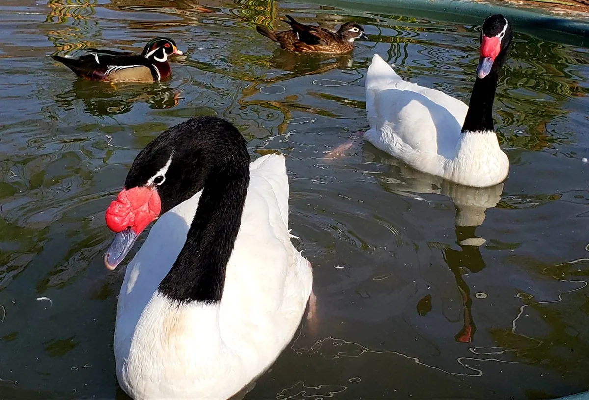 Cisnes de cuello negro en la laguna del Bioparque Huellitas
