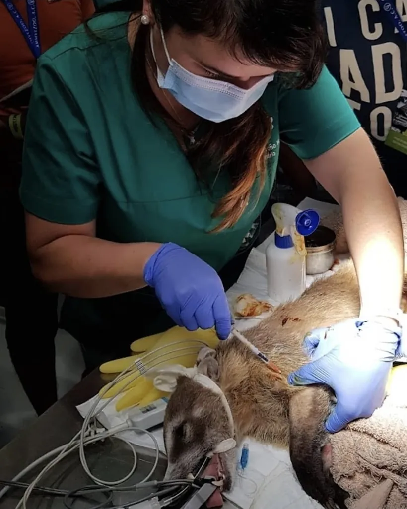 La Directora Médica del Bioparque Huellitas operando a un mapache durante una capacitación en cirugía de fauna silvestre