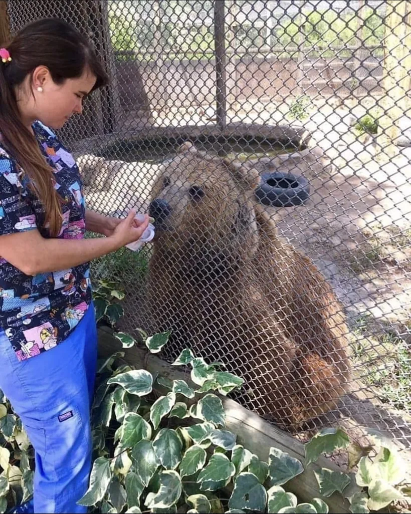 La Directora Médica del Bioparque Huellitas junto a un oso durante una capacitación en otro centro