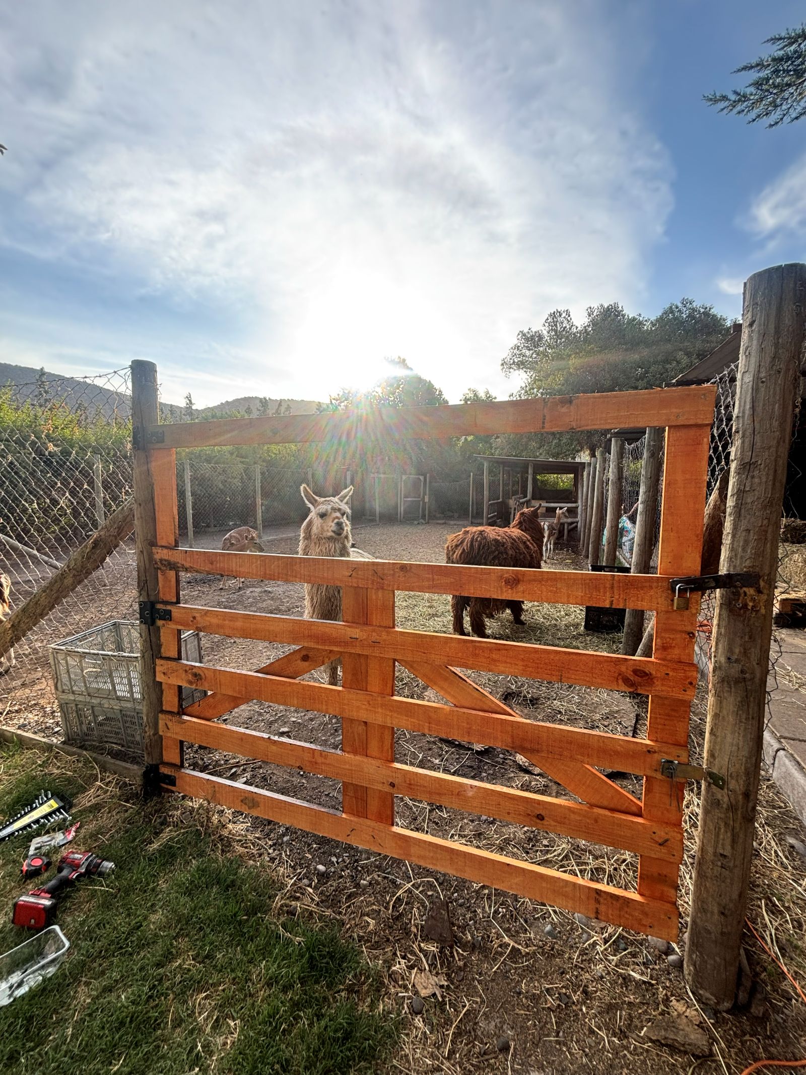 Llamas y alpacas del Bioparque Huellitas
