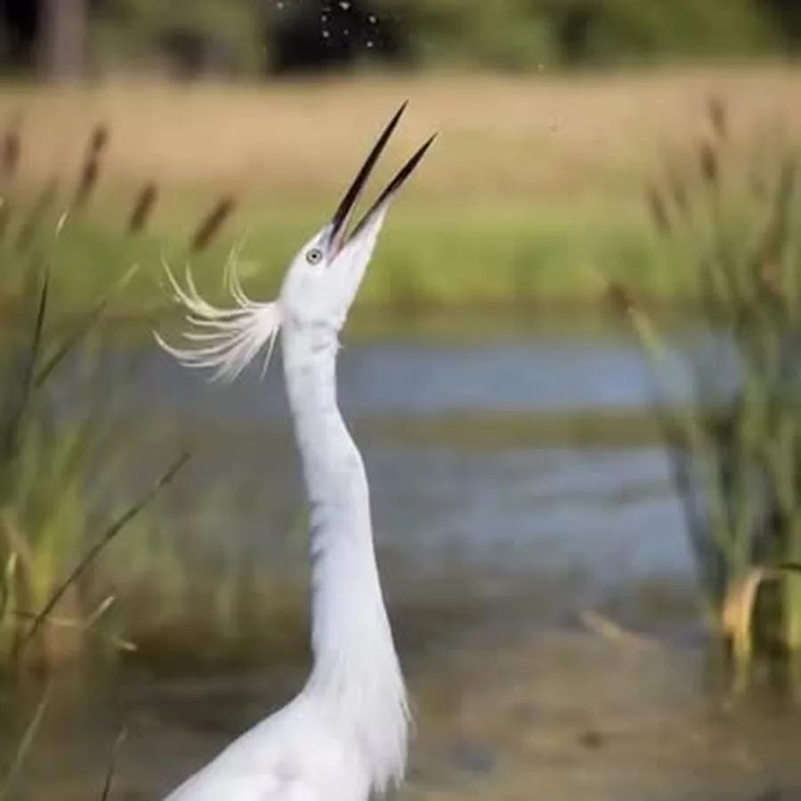 Garza blanca cazando en la laguna del Bioparque Huellitas