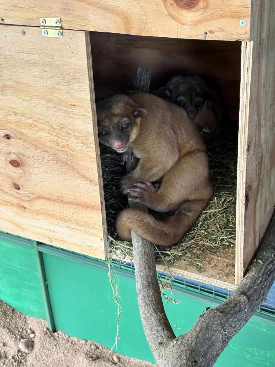 Kinkajous del Bioparque Huellitas en su madriguera