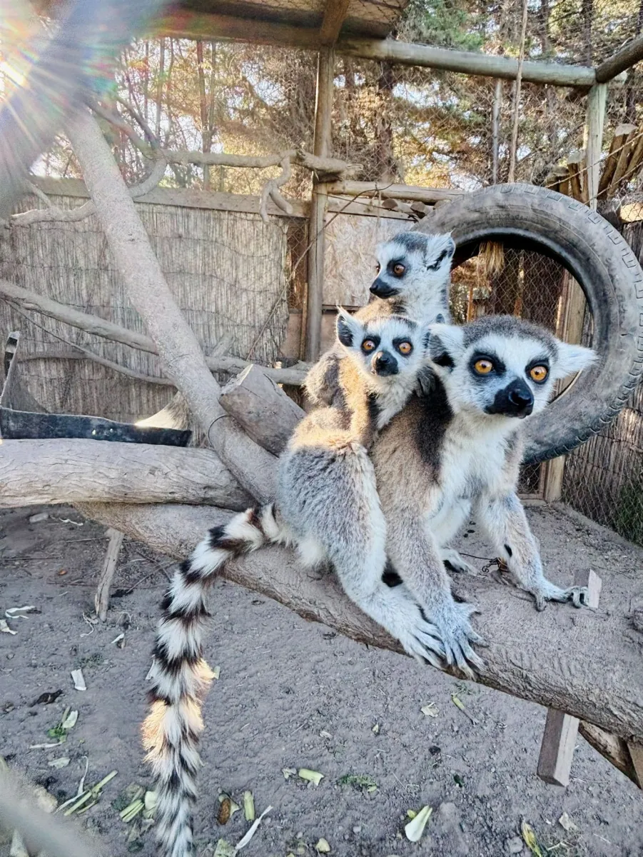 Lémur de Cola Anillada del Bioparque Huellitas