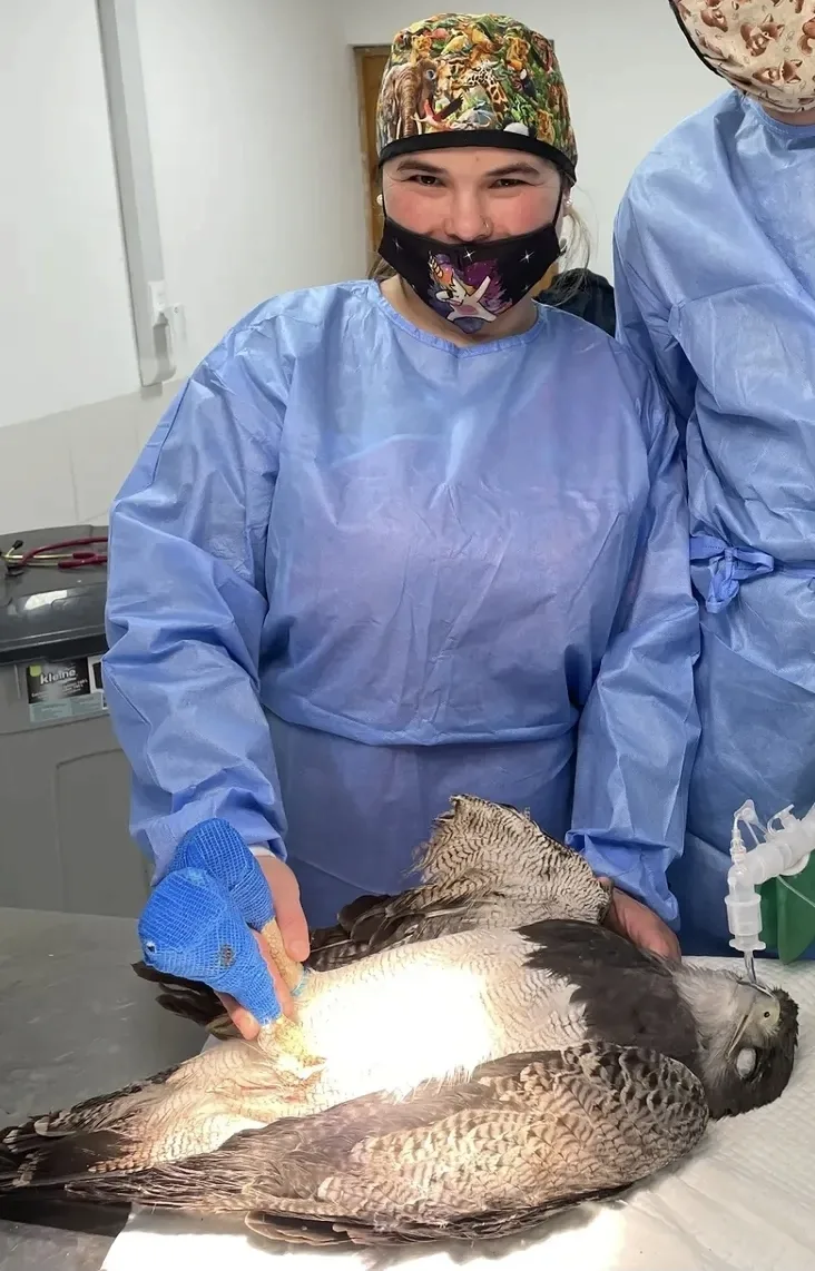 Martina Hitschfeld, CEO y Directora Médica del Bioparque Huellitas, atendiendo a un ave rapaz en el hospital veterinario