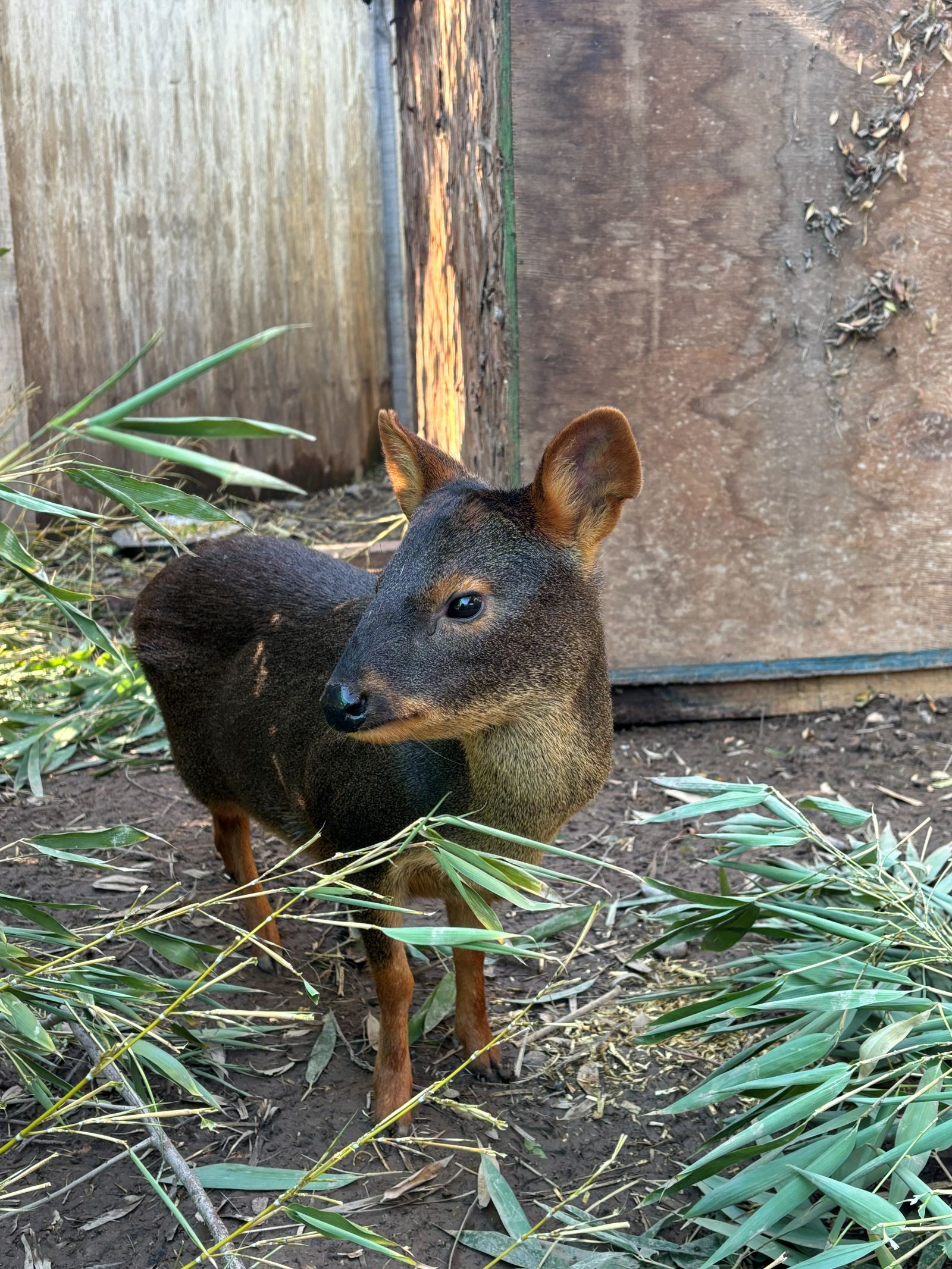 Pudú del Sur del Bioparque Huellitas