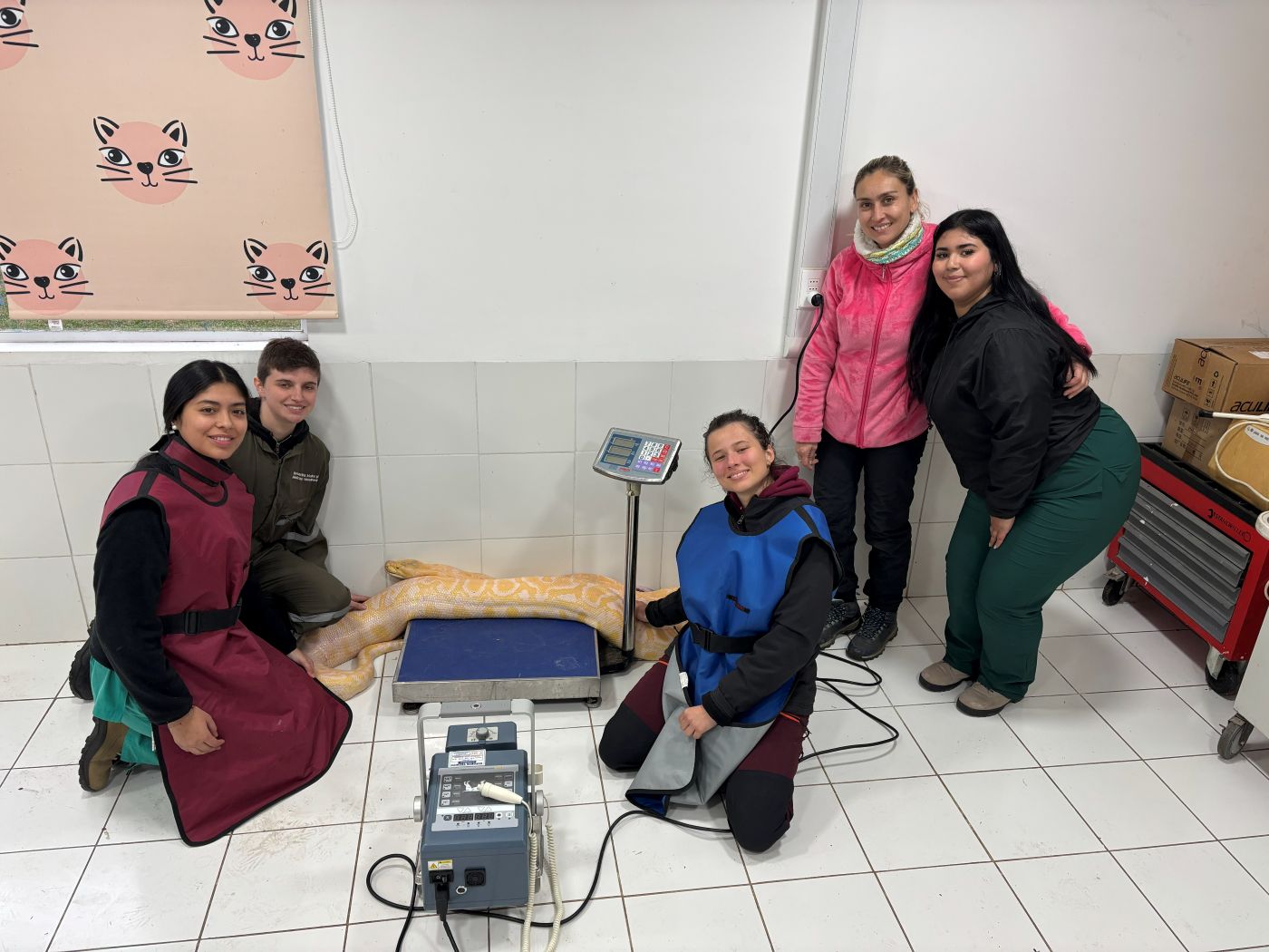 Equipo en práctica veterinaria con la pitón en el hospital del Bioparque Huellitas