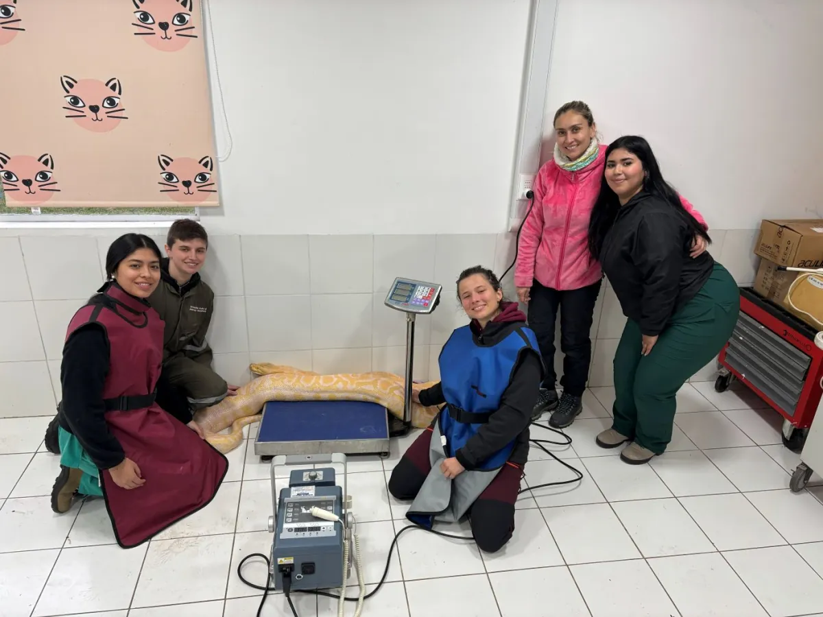 Equipo en práctica veterinaria con la pitón en el hospital del Bioparque Huellitas