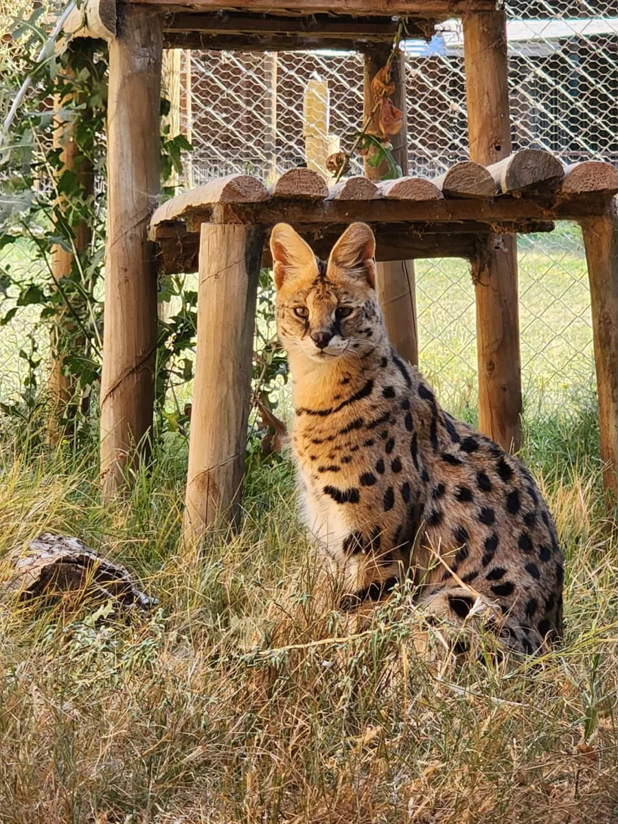 Khaleesi, la serval del Bioparque Huellitas