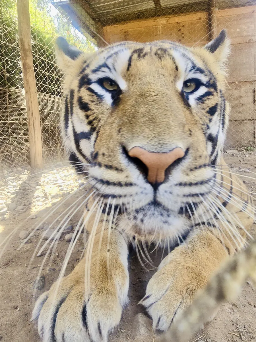 Tigre de Bengala del Bioparque Huellitas