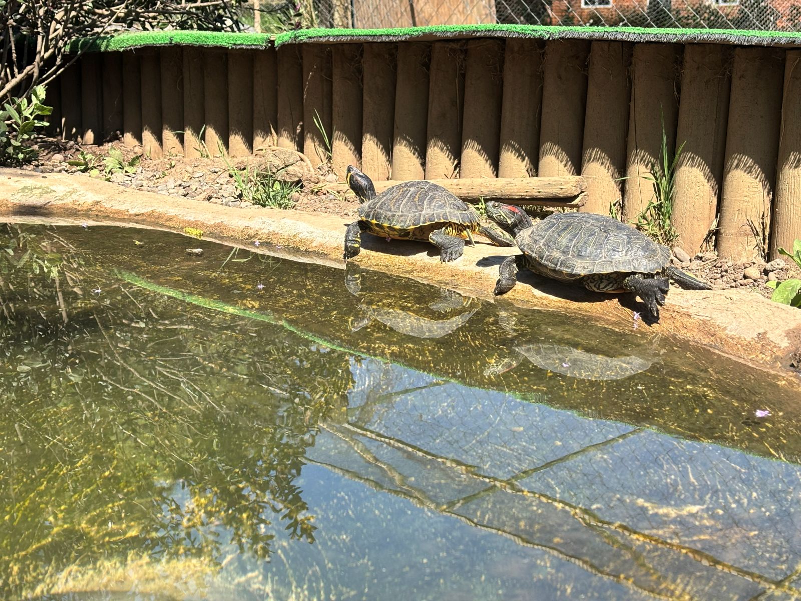 Tortugas rescatadas del Bioparque Huellitas
