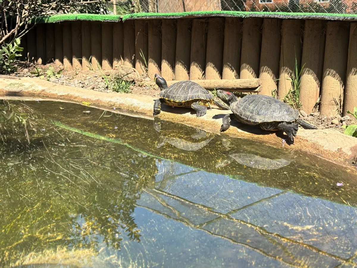 Tortugas rescatadas del Bioparque Huellitas